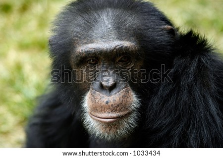 Chimpanzee (Pan Troglodyte)