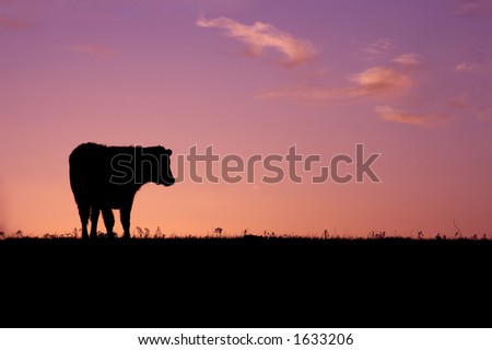 Cow Sunrise