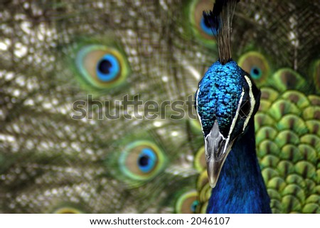 A Indian Blue Peafowl (Pavo Cristatus) with its feathers fanned in the background.