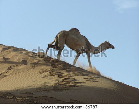 stock-photo-camel-walking-down-a-sand-dune-36787.jpg