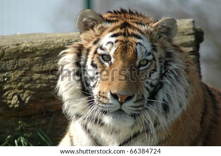 Tiger sitting down
