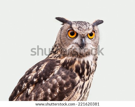 Eagle owl in closeup isolated on white background