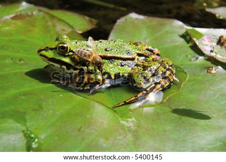A bee is sitting on the back of a frog to drink some water. A second bee is coming from the right. Close-up