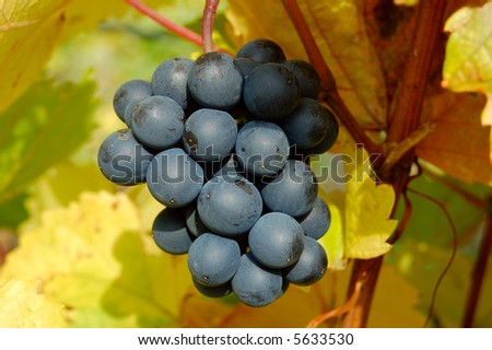 Red grapes in a vineyard, Danube Valley, Austria, closeup