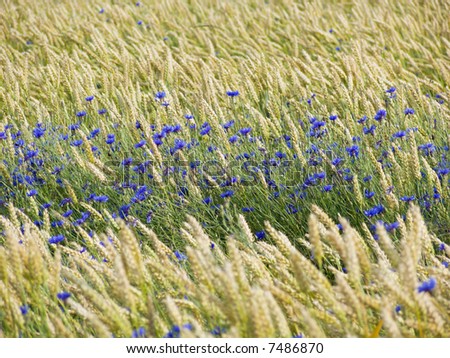 stock-photo-blue-cornflowers-in-a-wheat-field-7486870.jpg