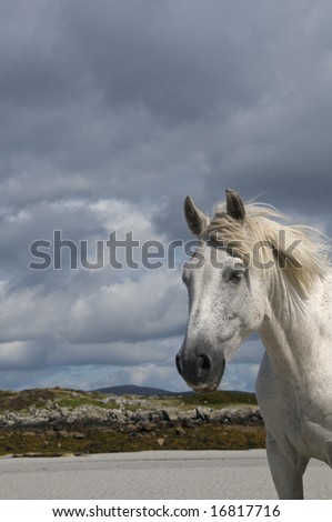 Gray Connemara