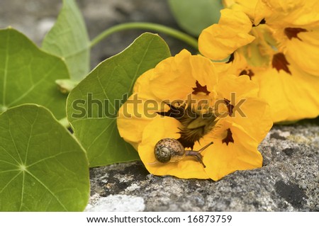 Slow Food - Cute garden snail on a yellow flower of cress (nasturtium). Detail