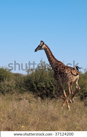 Running giraffe in South Africa