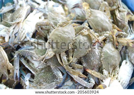 Fresh raw flower crab or blue crab in sedfood market