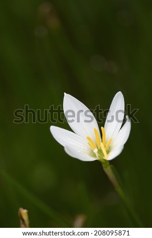 The white rain lily on shallow depth of filed background while rainy.