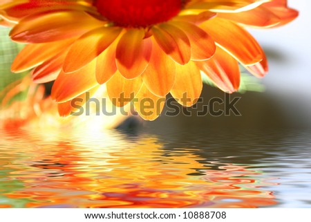 orange flower above the water