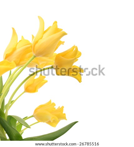 bright yellow tulips isolated on white bright yellow tulips isolated on white