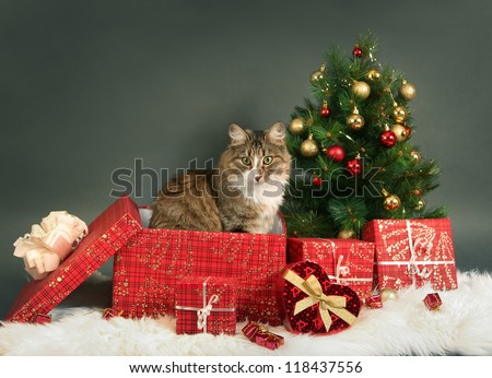 funny little cat and christmas tree