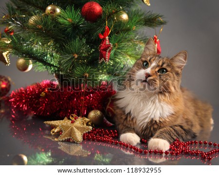 funny cat and christmas tree