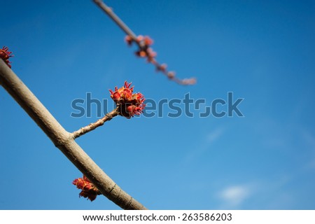 kidney blossoms on a branch against the blue sky