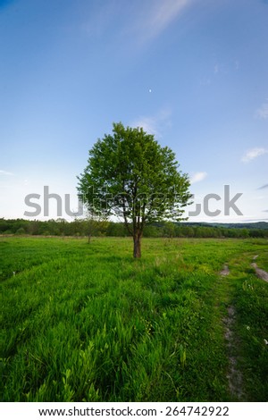 Beautiful landscape. Nature of western Ukraine. Tree on the field on a background of dramatic cloudy sky