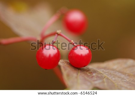 Shallow depth of field view of berries