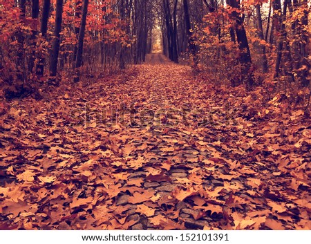 autumn picture of fallen leaves on a path across the wood, vintage colored