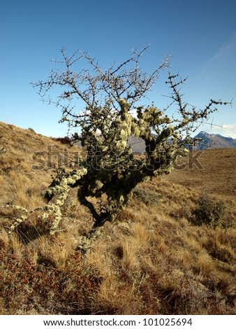 Weird shaped tree near Queenstown, New Zealand