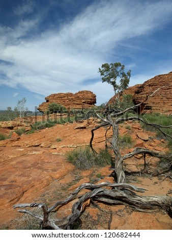 Dead tree in Kings Canyon National Park, Australia