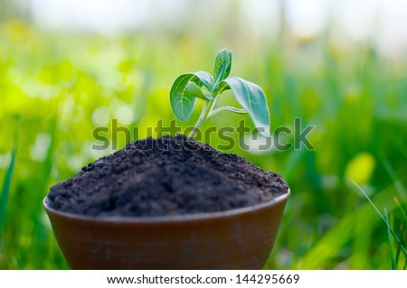 small sprout growing out of a clay pot on a background of green grass