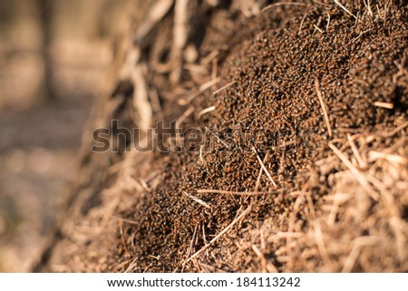 Wood ants (Formica rufa) in the anthill macro photo, big anthill close up, ants moving in the anthill, selective focus