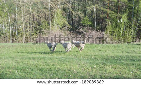 lamb grazing in rural field, sheep grazing on a green field