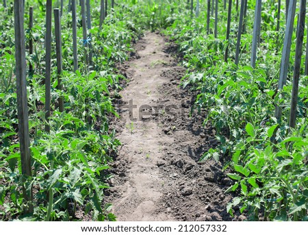 tomato bushes growing in rows, bush tie up on a stick, plant, bush, ripe,