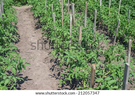 tomato bushes growing in rows, bush tie up on a stick, plant, bush, ripe,