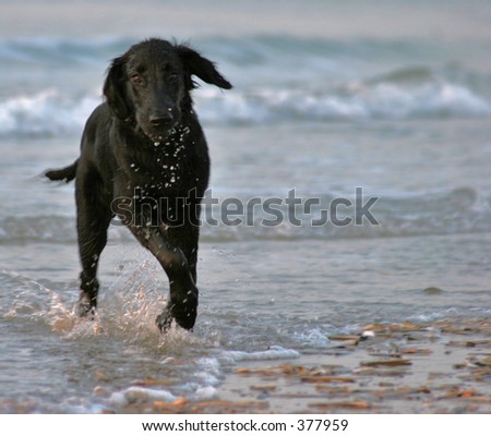young dog walking in sea water