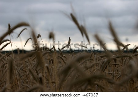 grain wheat on the cloudy sky