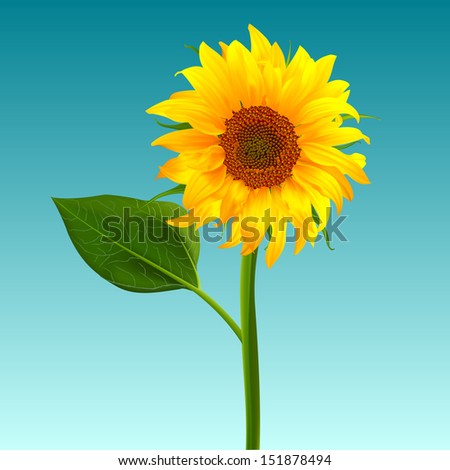 sunflower vector flower pedicle nature illustration yellow summer bright natural flora beautiful