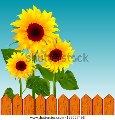 Flower sunflower on the background of the wooden fence vector illustration of summer