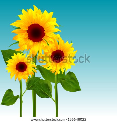 Flowers sunflower vector illustration of summer