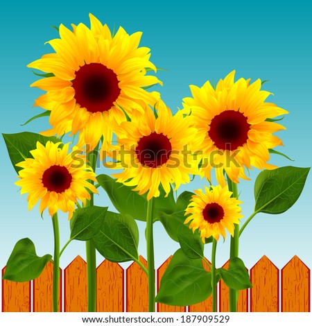 Flowers sunflower on the background of the wooden fence vector illustration of summer