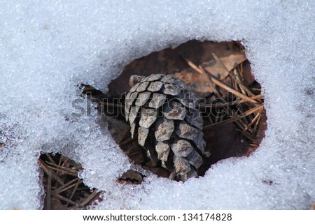 A pine cone in the snow, the snow is melting
