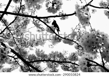 silhouette cherry tree and bird