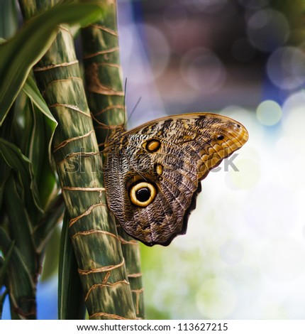 Close-up blue morpho butterfly sitting in plants/Blue Morpho Butterfly/Blue Morpho Butterfly