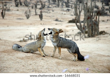 Desert Foxes Face to Face