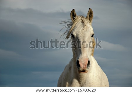 Noble White Horse