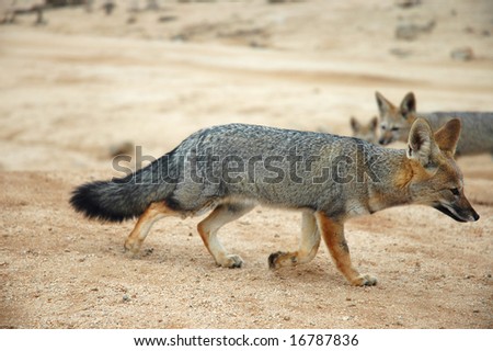 Desert Foxes, Bushy Tail
