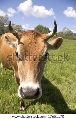 Sweet Cow, Face to Face