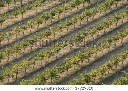California Vineyard at Sunrise