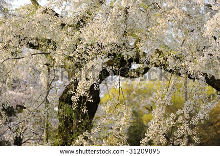 Cherry tree in full blossom with Japanese-style support beams, Kyoto, Japan.
