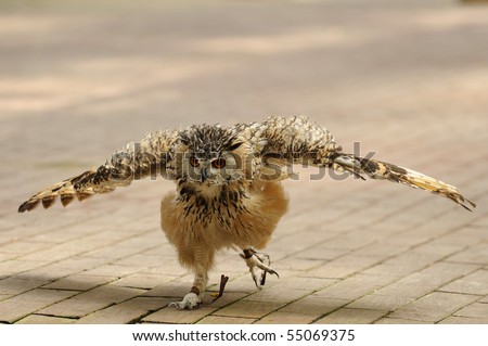stock photo Shorteared owl runs along the ground wings spread wide