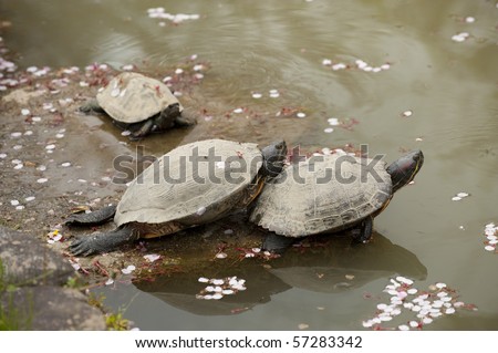 Three turtles with fallen cherry blossoms on the water.