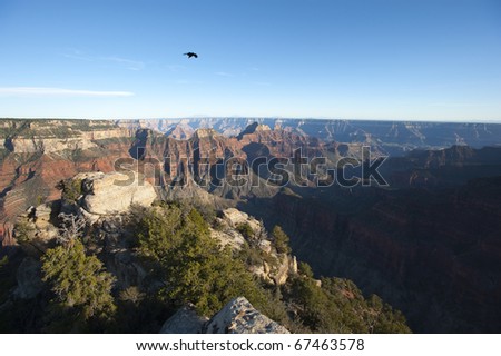 Lone raven soaring over Bright Angel Canyon, major tributary of the Grand Canyon, Arizona, USA.  View from North Rim.