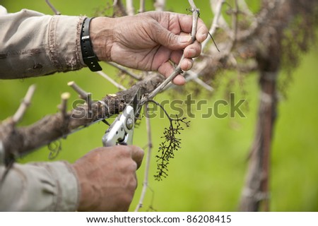 Pruning a California wine grape vineyard