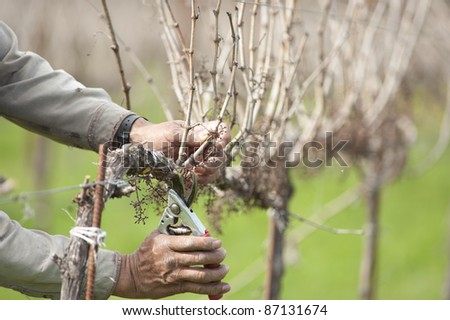 Detail of worker pruning California wine grapes