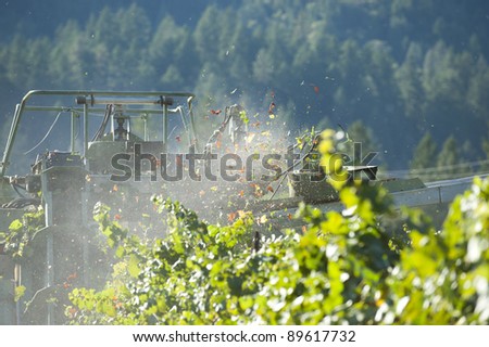 Wine grape harvest, by machine, California wine country, leaves blowing